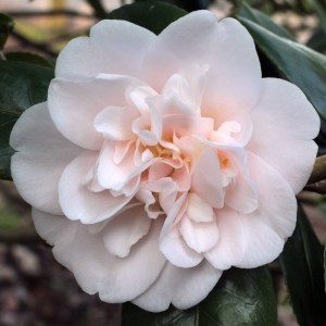 Camellia japonica 'Julia France'