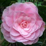 Camellia x williamsii 'Julie Felix'