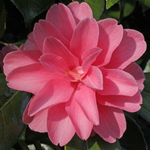 Camellia japonica 'June McCaskill'