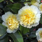 Camellia x williamsii 'Jury's Yellow'