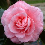 Camellia japonica 'Just Sue'