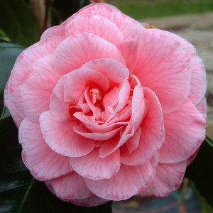 Camellia japonica 'Just Sue'