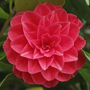 Camellia japonica 'Keepsake'
