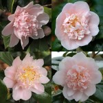 Camellia japonica 'Kewpie Doll'
