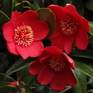 Camellia japonica 'Kimberley'