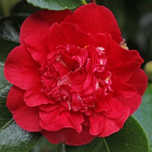 Camellia japonica 'Kramer's Beauty'