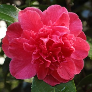 Camellia 'La Genola'