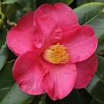 Camellia japonica 'Lady de Saumerez'