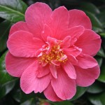Camellia japonica 'Lady Macon'