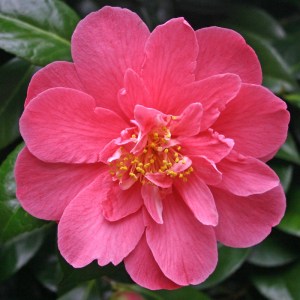 Camellia japonica 'Lady Macon'
