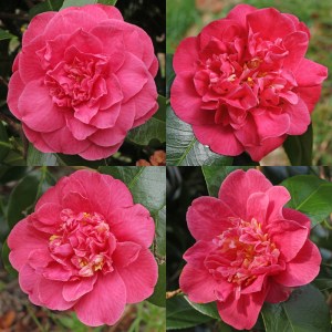 Camellia japonica 'Lady Mary Cromartie'
