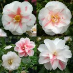 Camellia japonica 'Lady McCulloch'