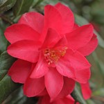 Camellia japonica 'Lady Vansittart Pink'