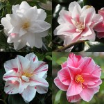 Camellia japonica 'Lady Vansittart'