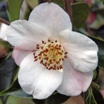 Camellia 'Lammertsii'