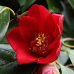 Camellia japonica 'Lanarth'
