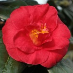 Camellia japonica 'Latifolia'