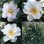 Camellia japonica 'Laura Schafer'