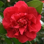 Camellia japonica 'Laura Walker'