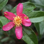 Camellia sasanqua 'Lavender Queen'