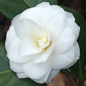 Camellia japonica 'Le Lys'