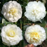 Camellia japonica 'Lemon Drop'