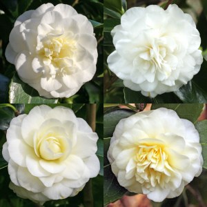 Camellia japonica 'Lemon Drop'