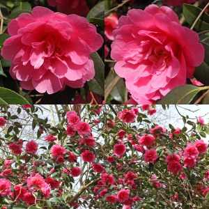 Camellia x williamsii 'Leonara'