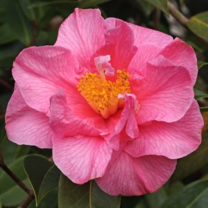 Camellia 'Leonard Messel'