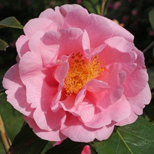 Camellia 'Lila Naff'