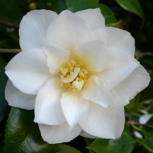 Camellia japonica 'Lillian Ricketts'