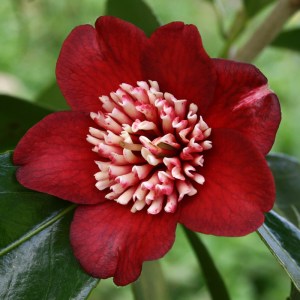 Camellia japonica 'Lipstick'