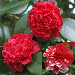 Camellia japonica 'Little Bit Red'