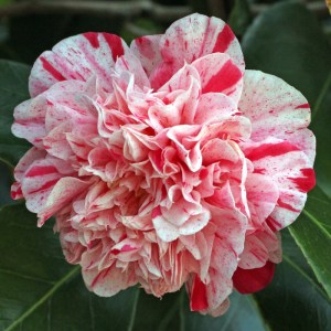 Camellia japonica 'Little Bit'
