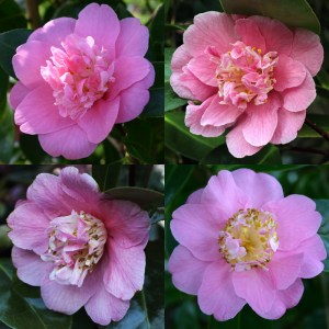 Camellia x williamsii 'Little Lavender'