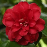 Camellia japonica 'Little Red Riding Hood'