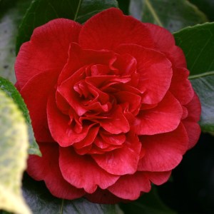 Camellia japonica 'Little Slam'