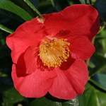 Camellia japonica 'Lugvan Red'