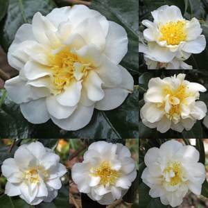 Camellia japonica 'Lulu Belle'