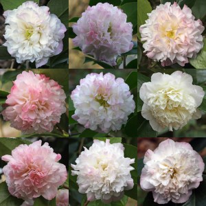 Camellia japonica 'Mabel Blackwell'