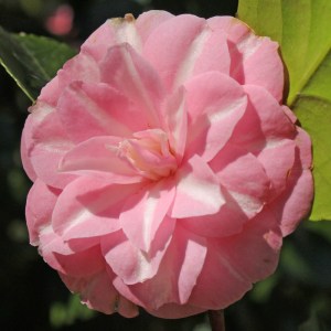 Camellia japonica 'Madame de Cannart d'Hamale'