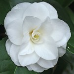 Camellia japonica 'Madame Victor de Bisschop'