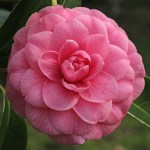 Camellia japonica 'Maestosa'