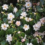 Camellia japonica 'Magnoliiflora'