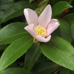 Camellia sasanqua 'Maiden's Blush'