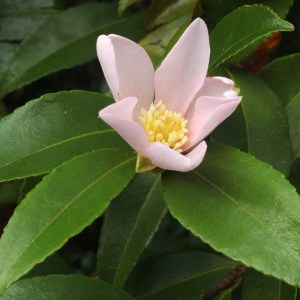 Camellia sasanqua 'Maiden's Blush'