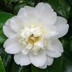 Camellia japonica 'Man Size'