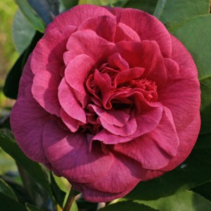 Camellia japonica 'Marchesa d'Ambra'
