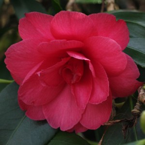 Camellia japonica 'Margaret Crozier'