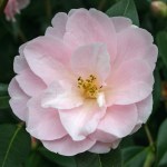 Camellia x williamsii 'Margaret Waterhouse'
